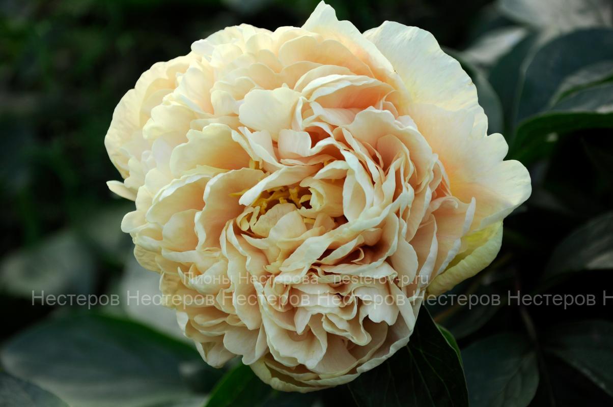 Southrepps пион фото Southrepps пион фото