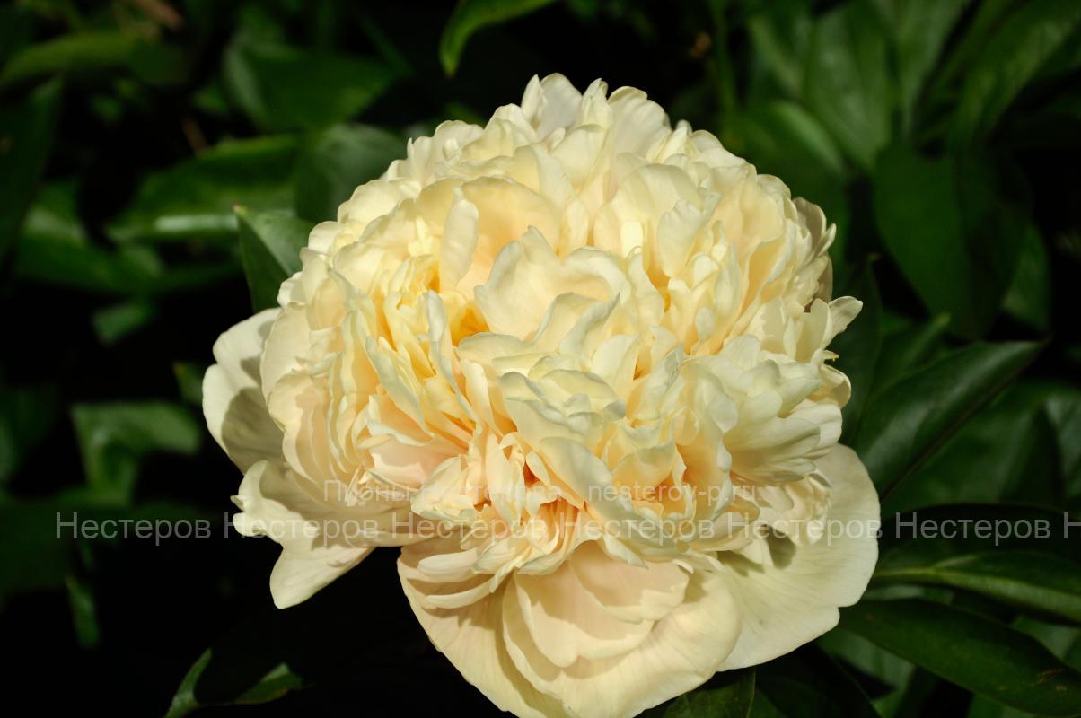 Southrepps пион фото Southrepps пион фото