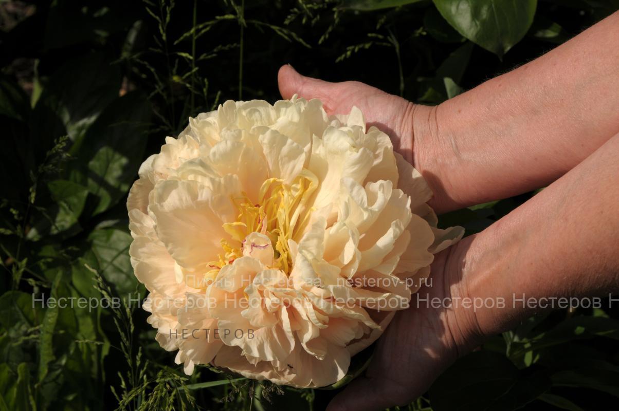 Чем и когда подкормить пионы для невероятного цветения? Бутоны будут на каждом с