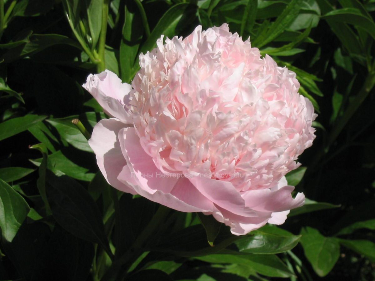 Саженцы пиона свит 16 купить в Москве по цене от 3500 рублей