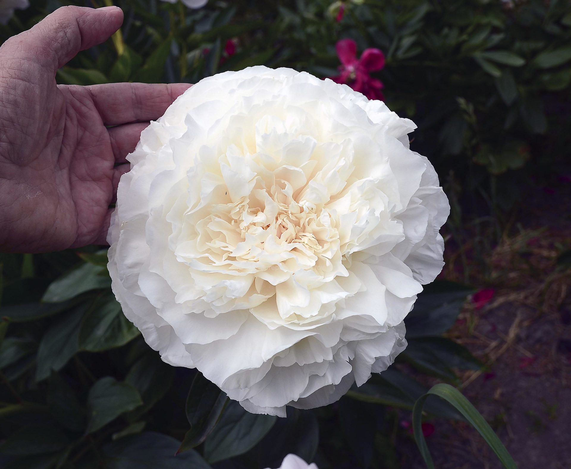 Пион флоренс фото Пион флоренс фото