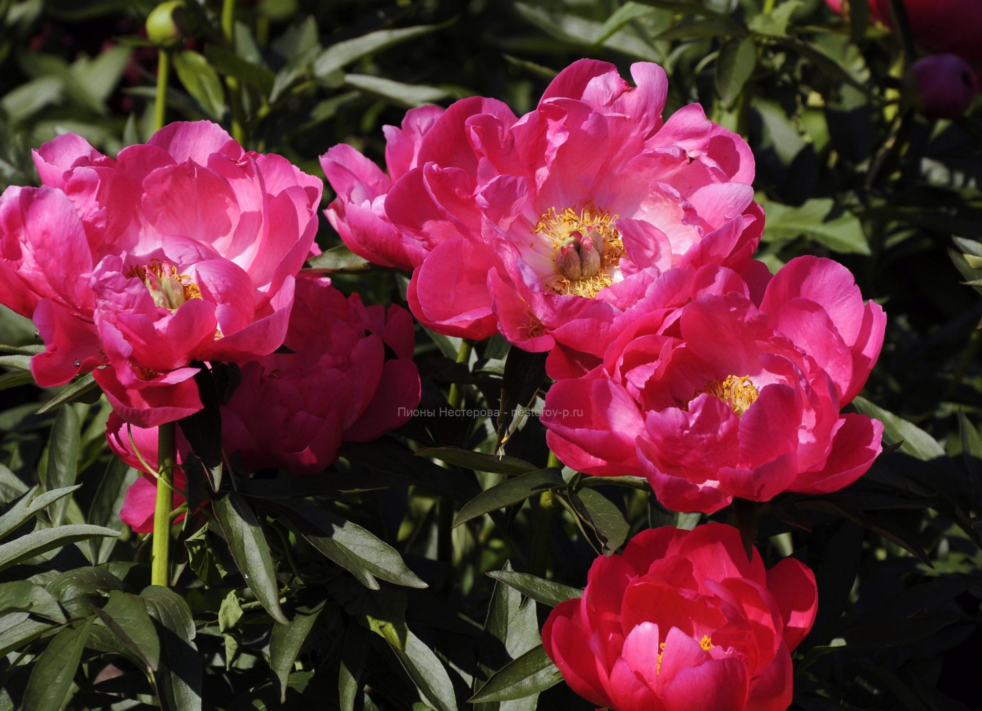 Пион элен каули фото Пион элен каули фото