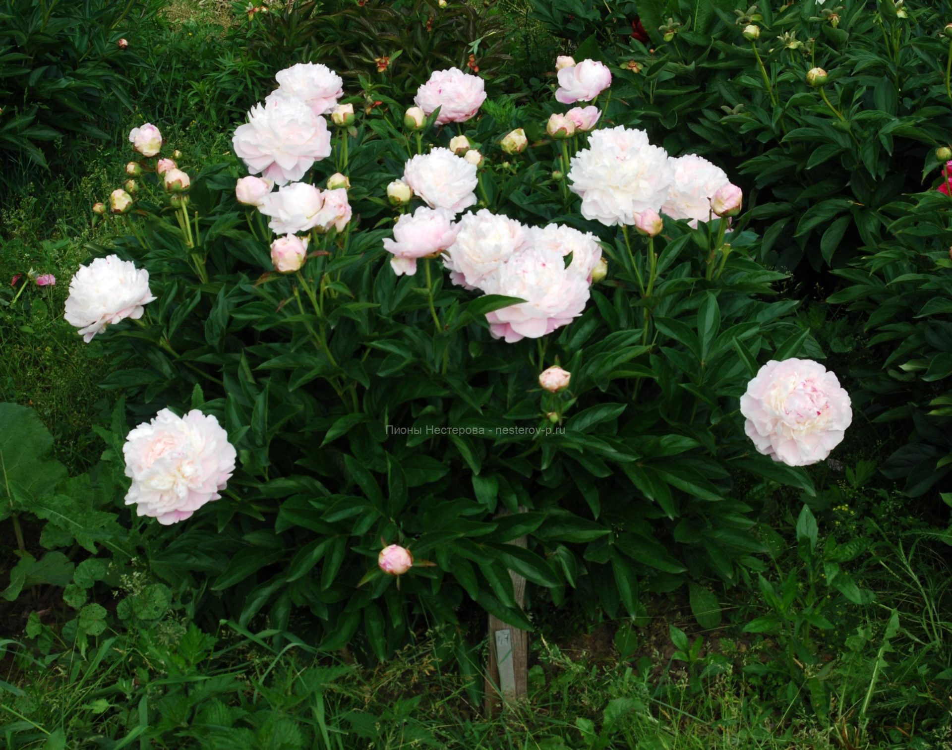 Пион Norma Volz 1 шт. - купить в питомнике по цене 3 244 ₽ с доставкой по всей Р