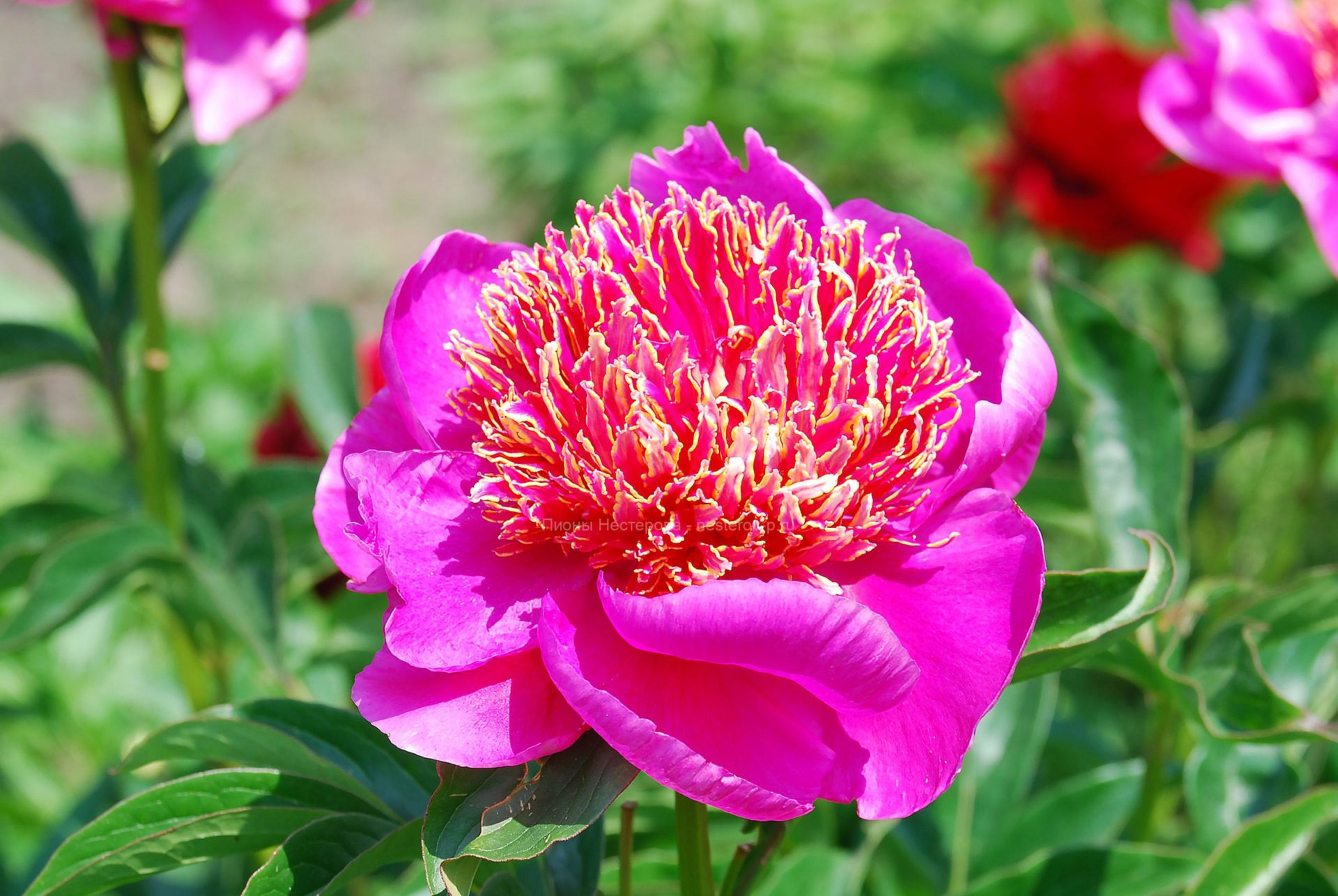 Пион ИТО- гибрид Фёст Эрривал - Незабудка