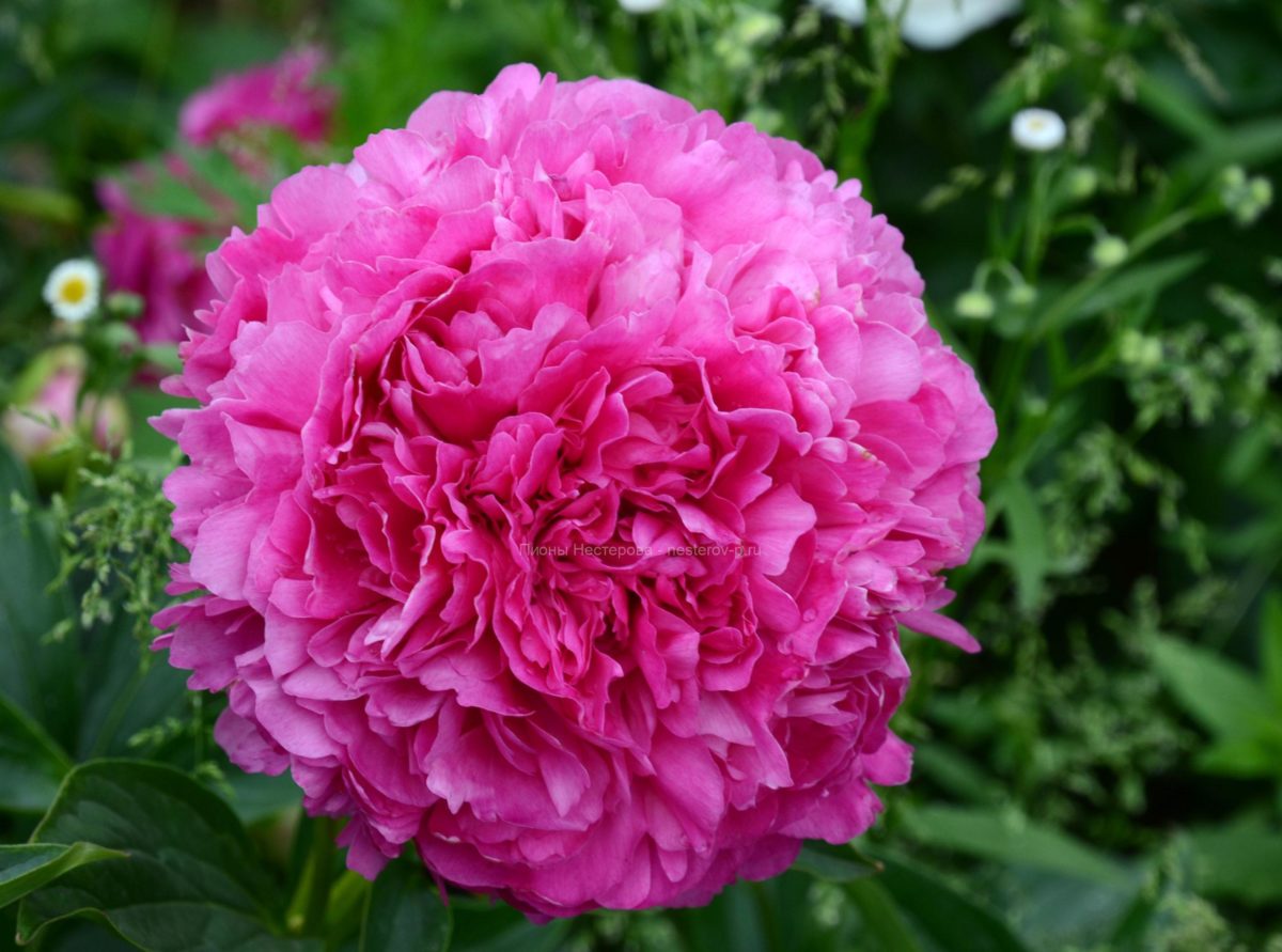 Pink Jazz 108-1 :: Пионы