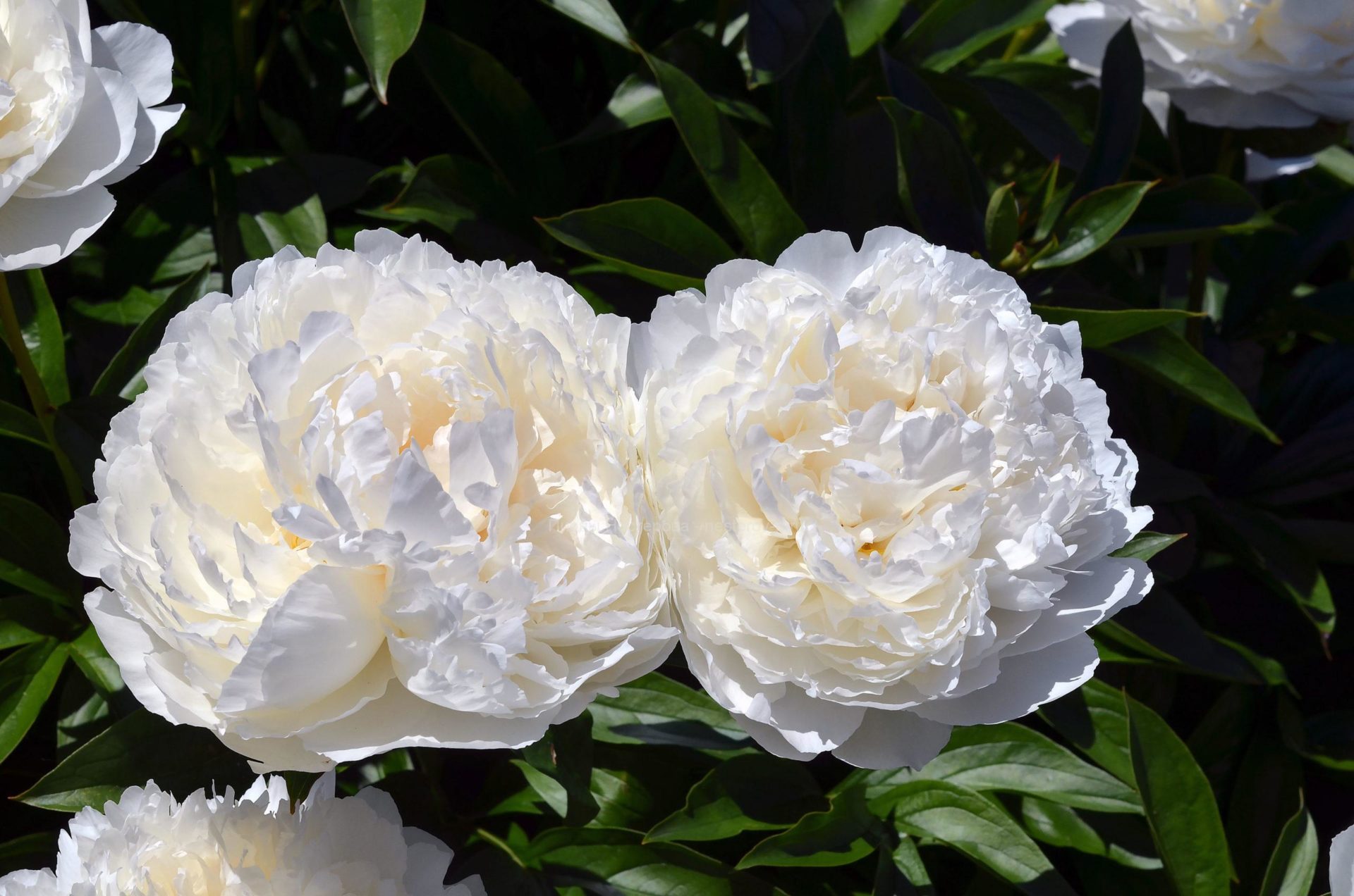 Саженцы пиона боул оф крим купить в Москве по цене от 3500 рублей