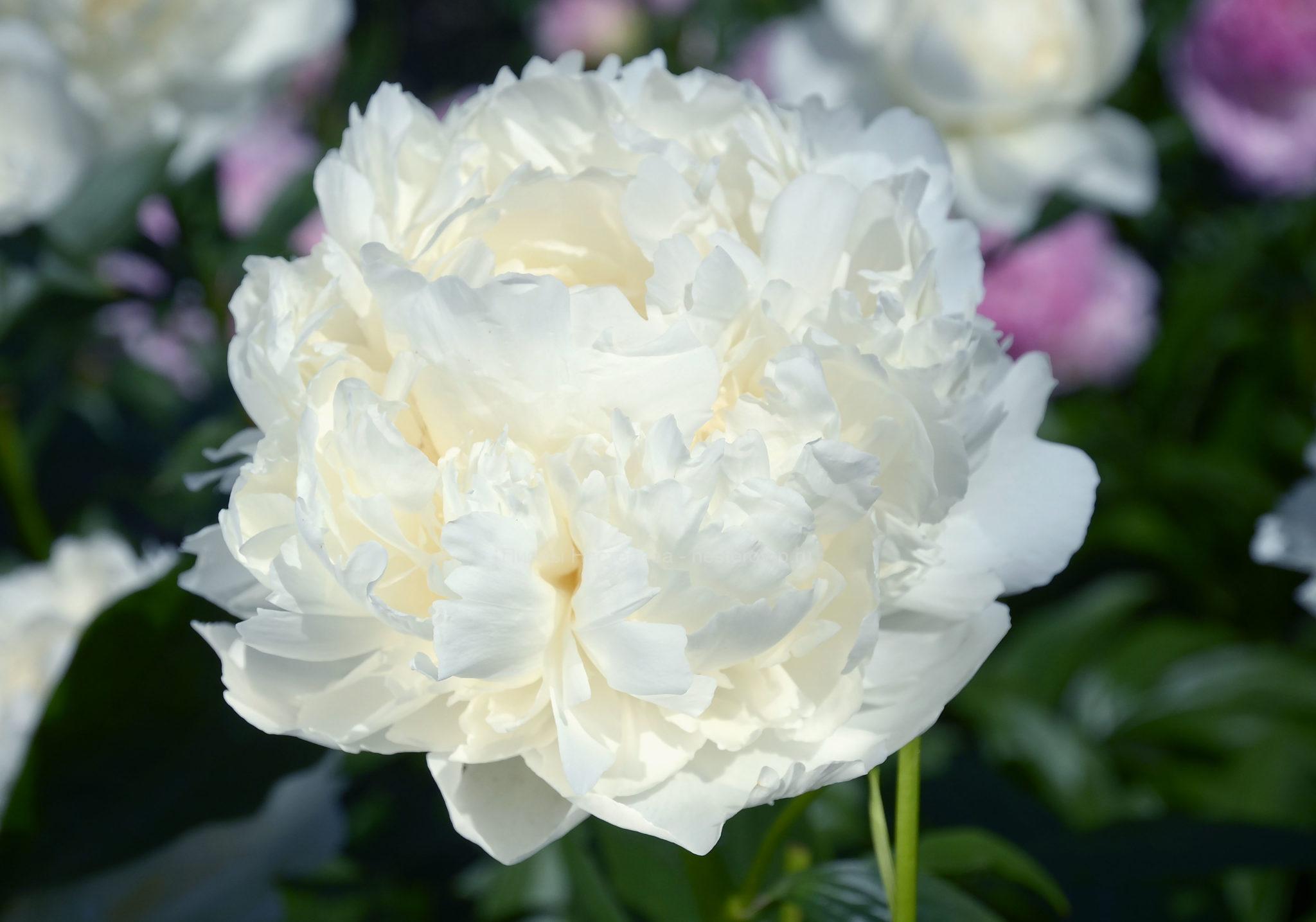 Пион Боул оф Крим (Bowl of Cream): купить саженцы в Москве с доставкой почтой по