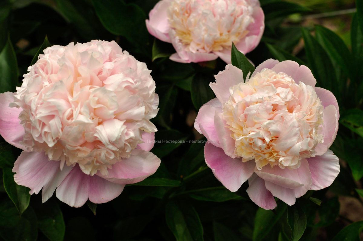 Пион соутрепс - фото и картинки: 69 штук