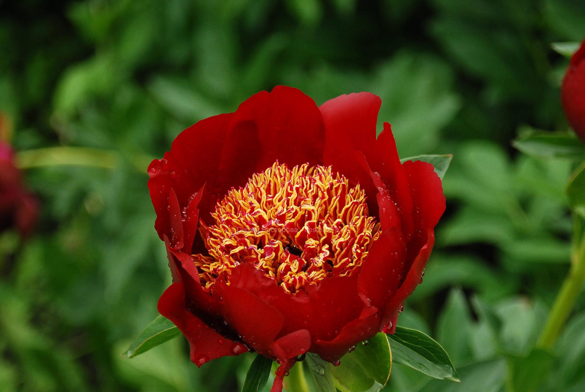 Пион Уолтер Мейнс: Классика и Шарм Эко-фокус Фотогалерея природы на dia-logika.r