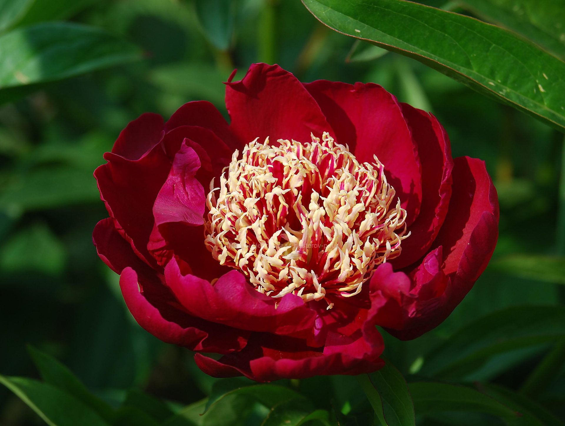 Золотое Руно Набор для вышивания Цветущие пионы 25.5 × 30 см (ЛП-059) - купить в