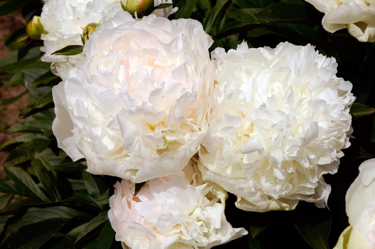 Марилла бьюти пион AnikStroy.ru