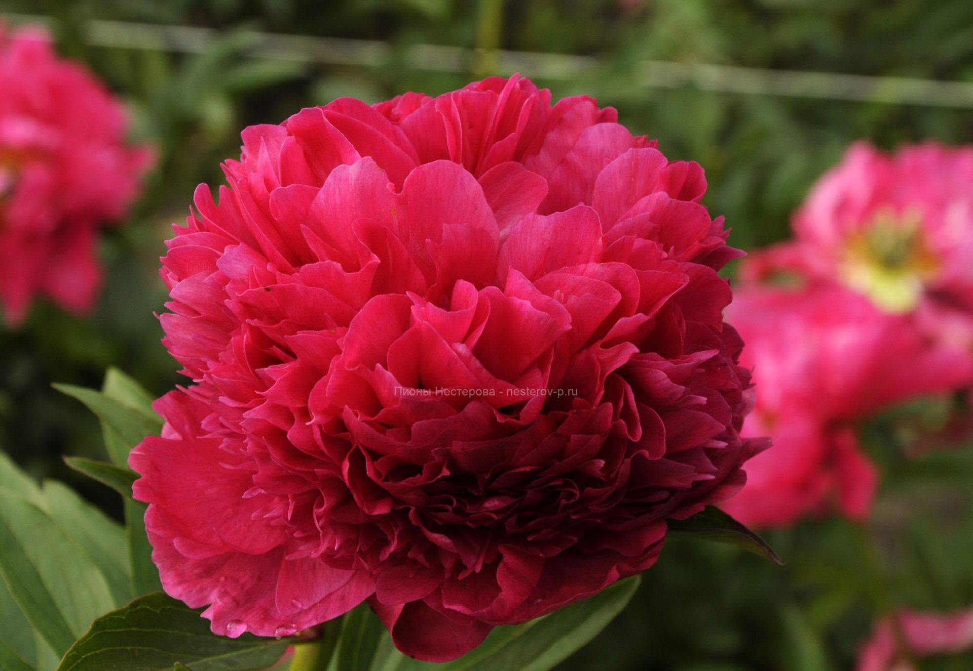 Травянистые : Пион ANGELO COBB FREEBORN Пион АНЖЕЛО КОББ ФРИБОРН