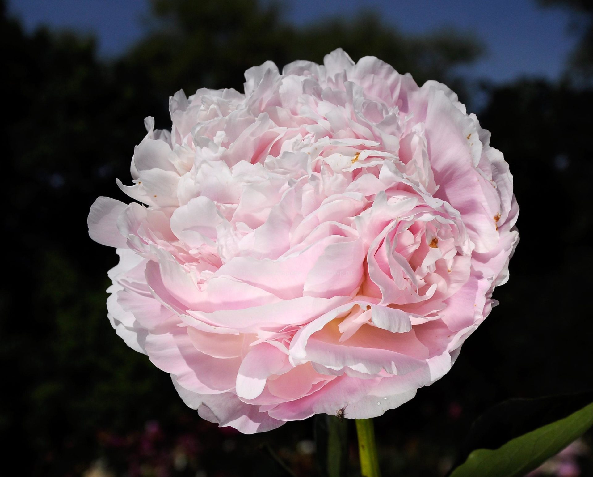 Галина Полева(Куклина) OK.RU