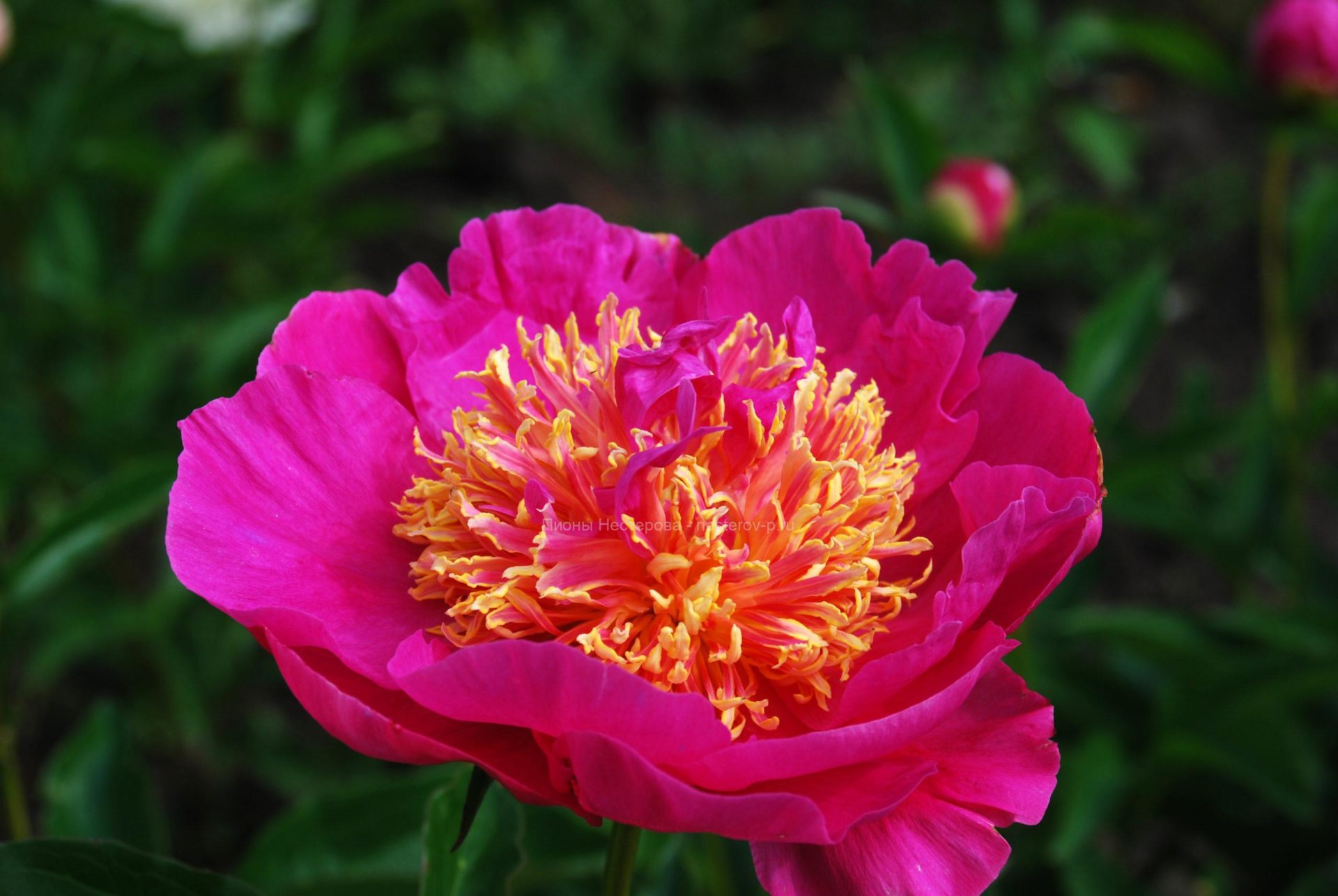 Купить Пион ИТО Гордон Е. Симонсон в Москве и РФ. Описание сорта. Пункты самовыв