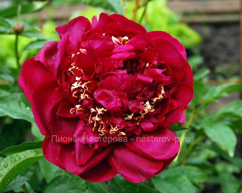 Пионы Инновейшен фото