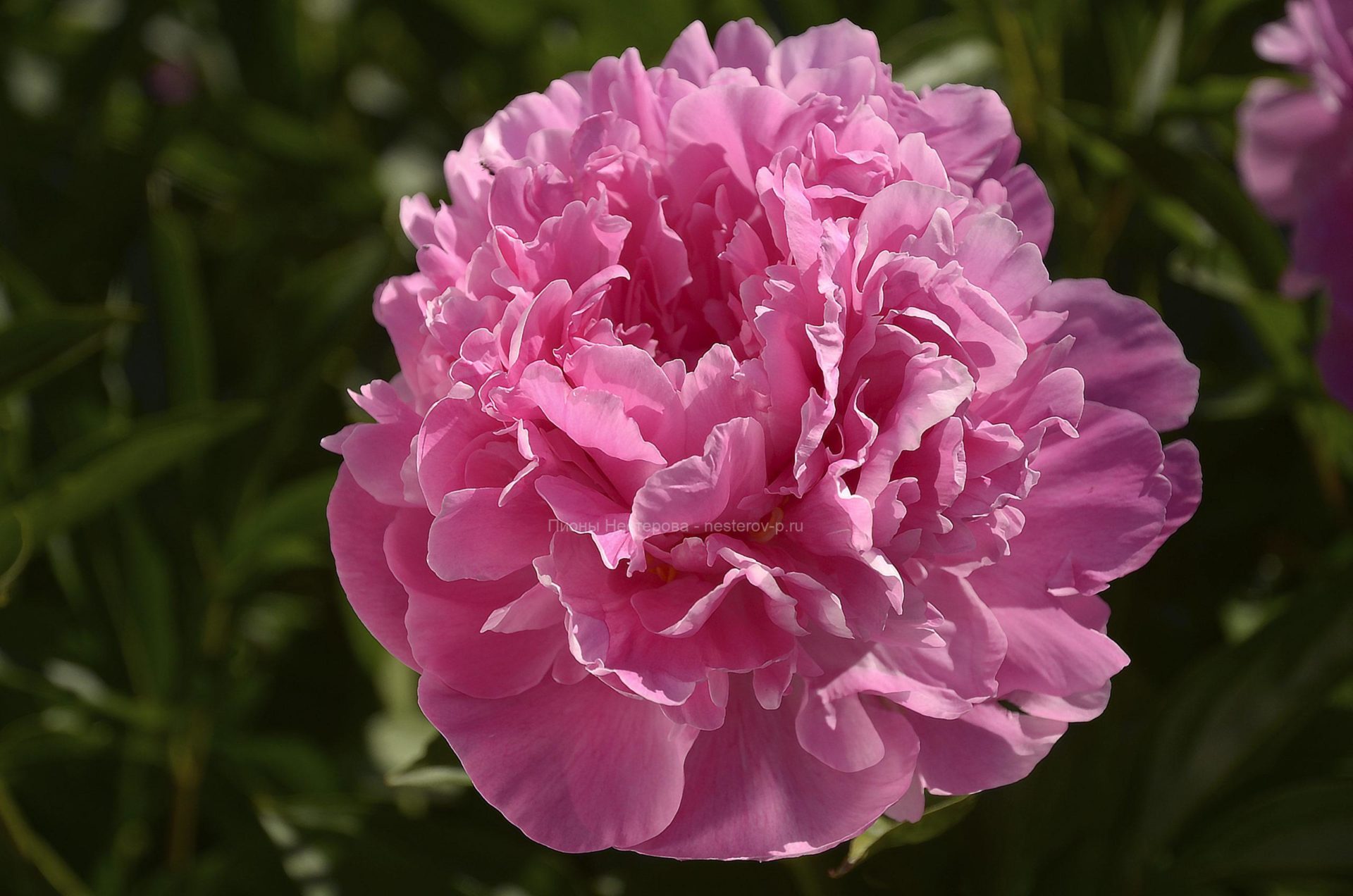 Пион Киевская Русь