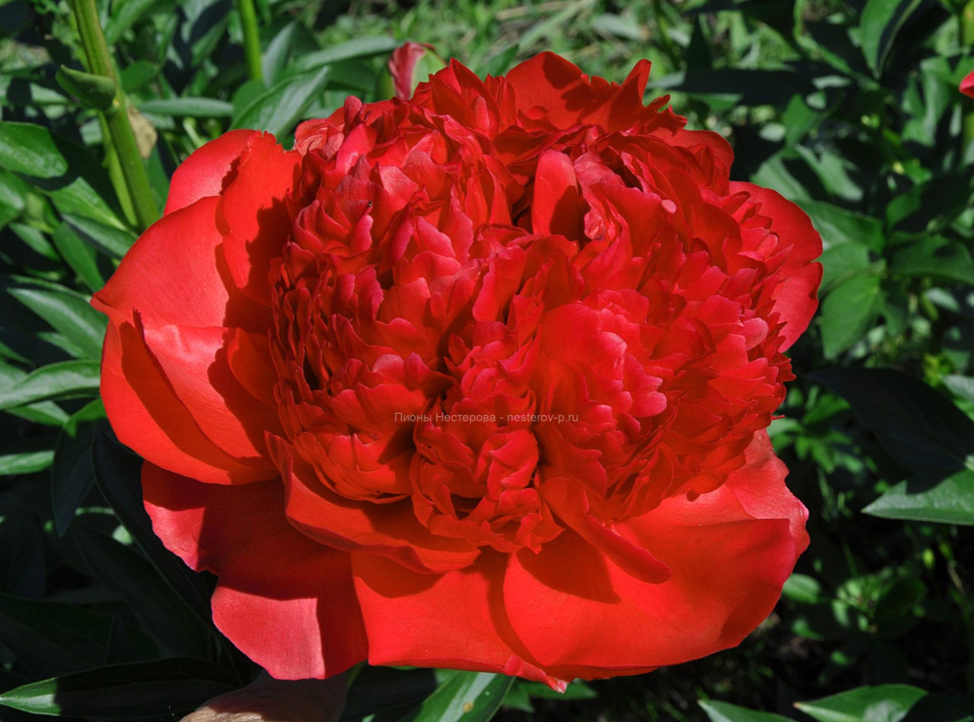 Кантри Сад ПИОН "КОММАНД ПЕРФОМАНС"