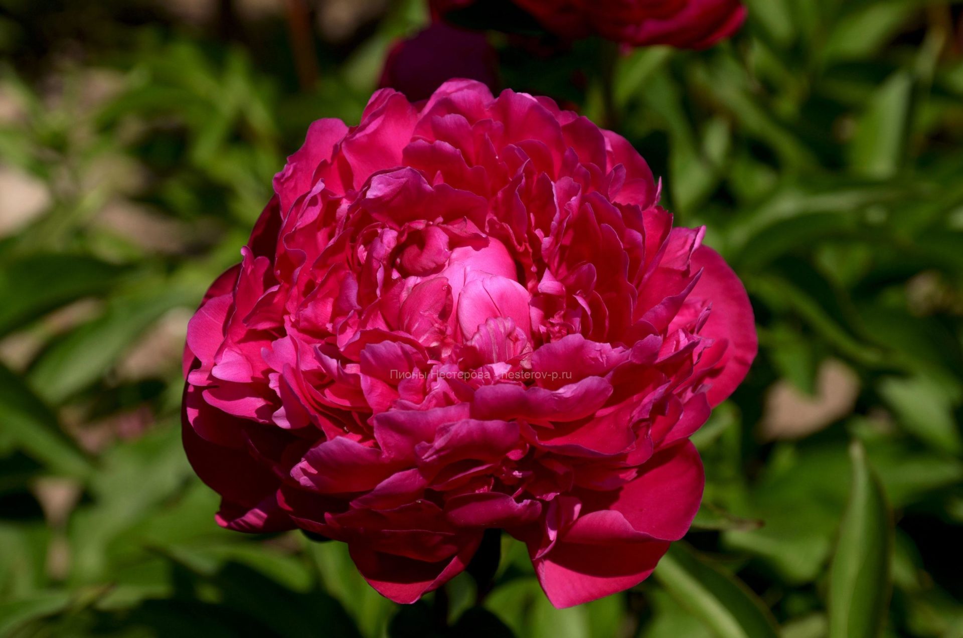 Antey 9 :: Пионы