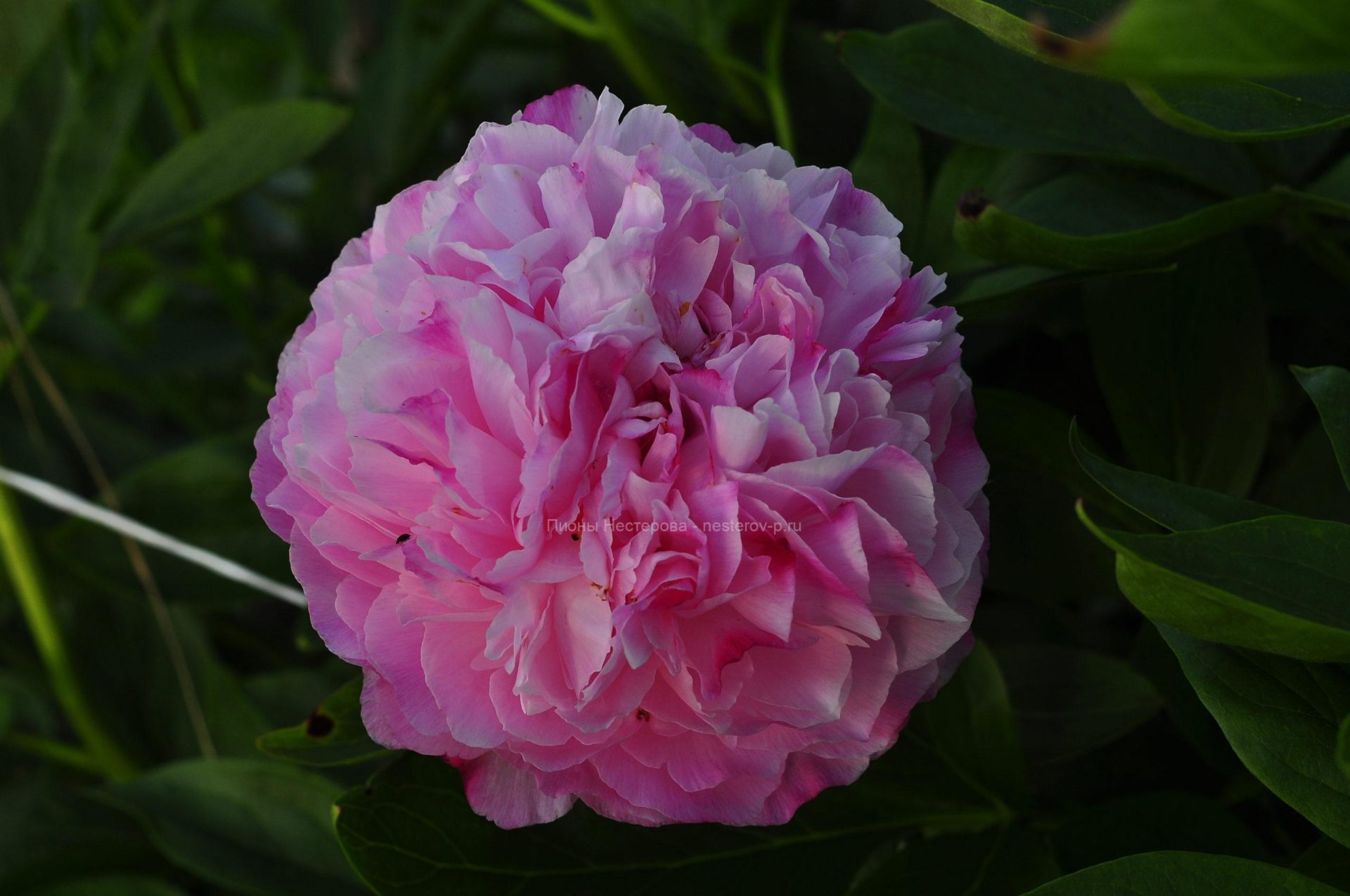 Gallery.ru / Pink Cotton Candy. - ПИОНы. Фото.... - Vifsla2007