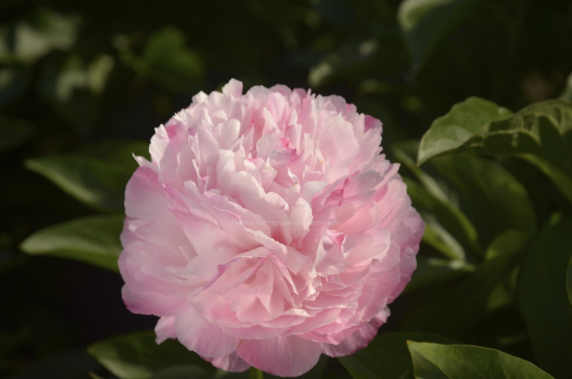 Пинк коттон кэнди пион фото - DelaDom.ru