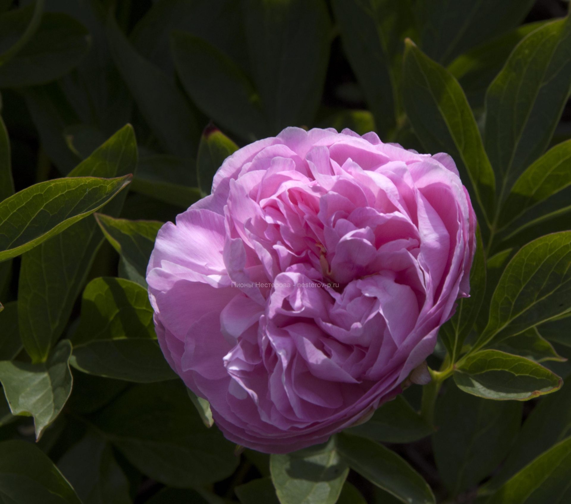 Pivoine Pink Kotton Kendi: varietes, culture et taille. Pivoine Pink Kotton Kend