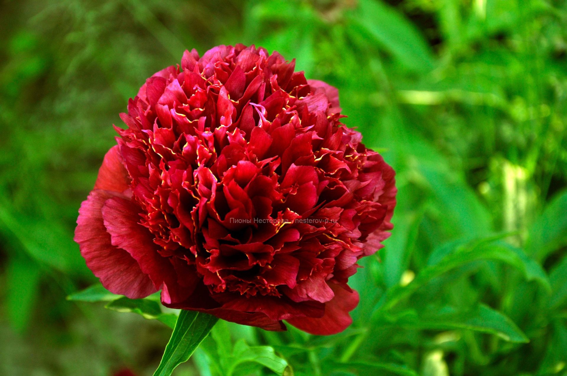 Півонія Аристократ (Paeonia Aristocrat) Новини Інтернет-магазин "Пролісок" - сад