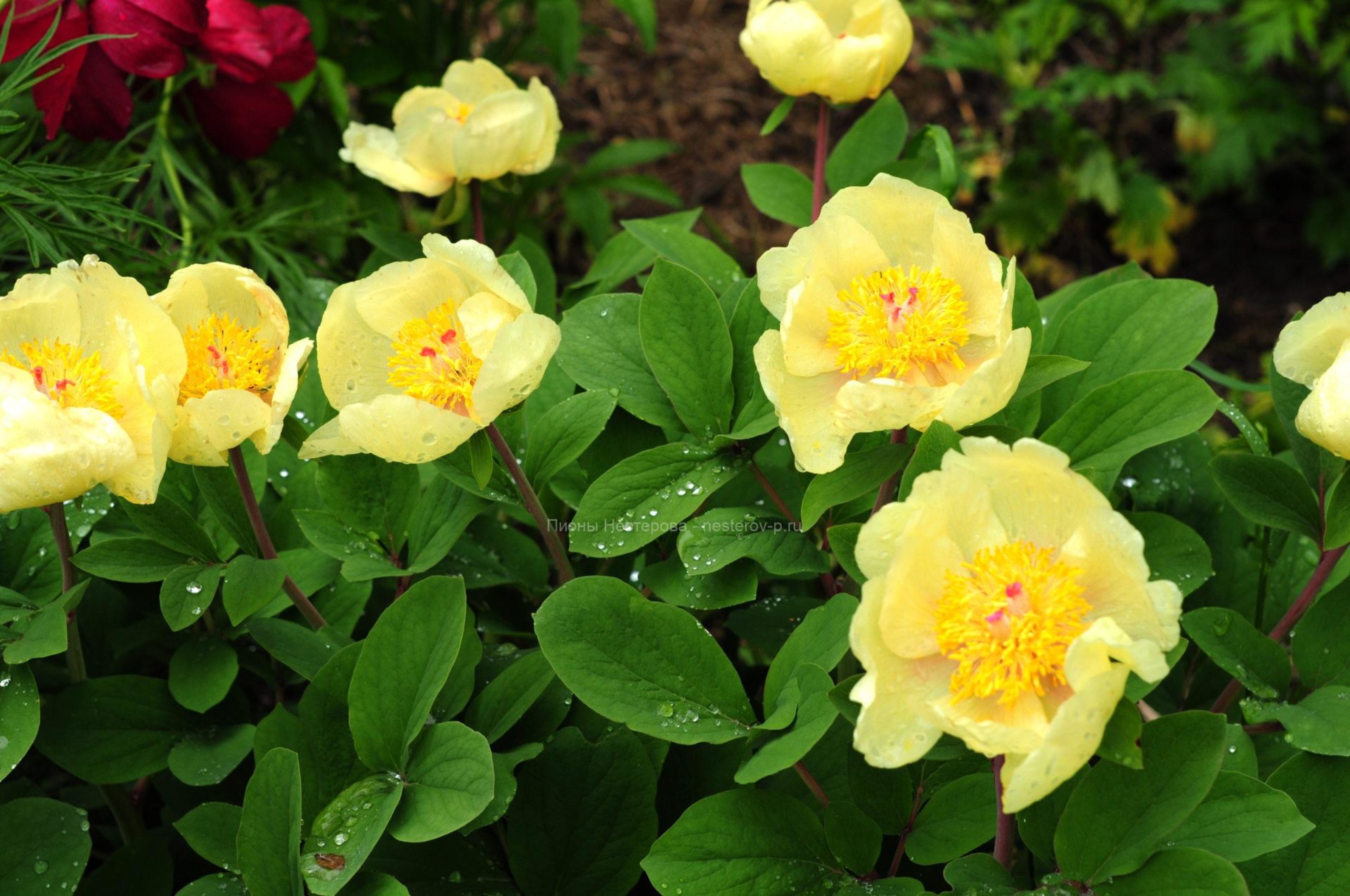 Пион млокосевича - Пион Млокосевича Paeonia Mlokosewitschii. tre-i-dnr.ru