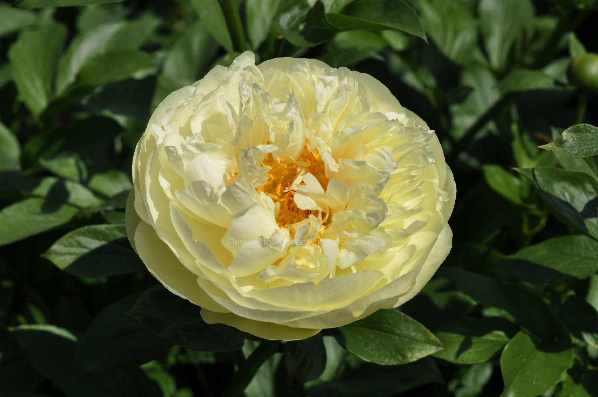 Пион Lemon Chiffon