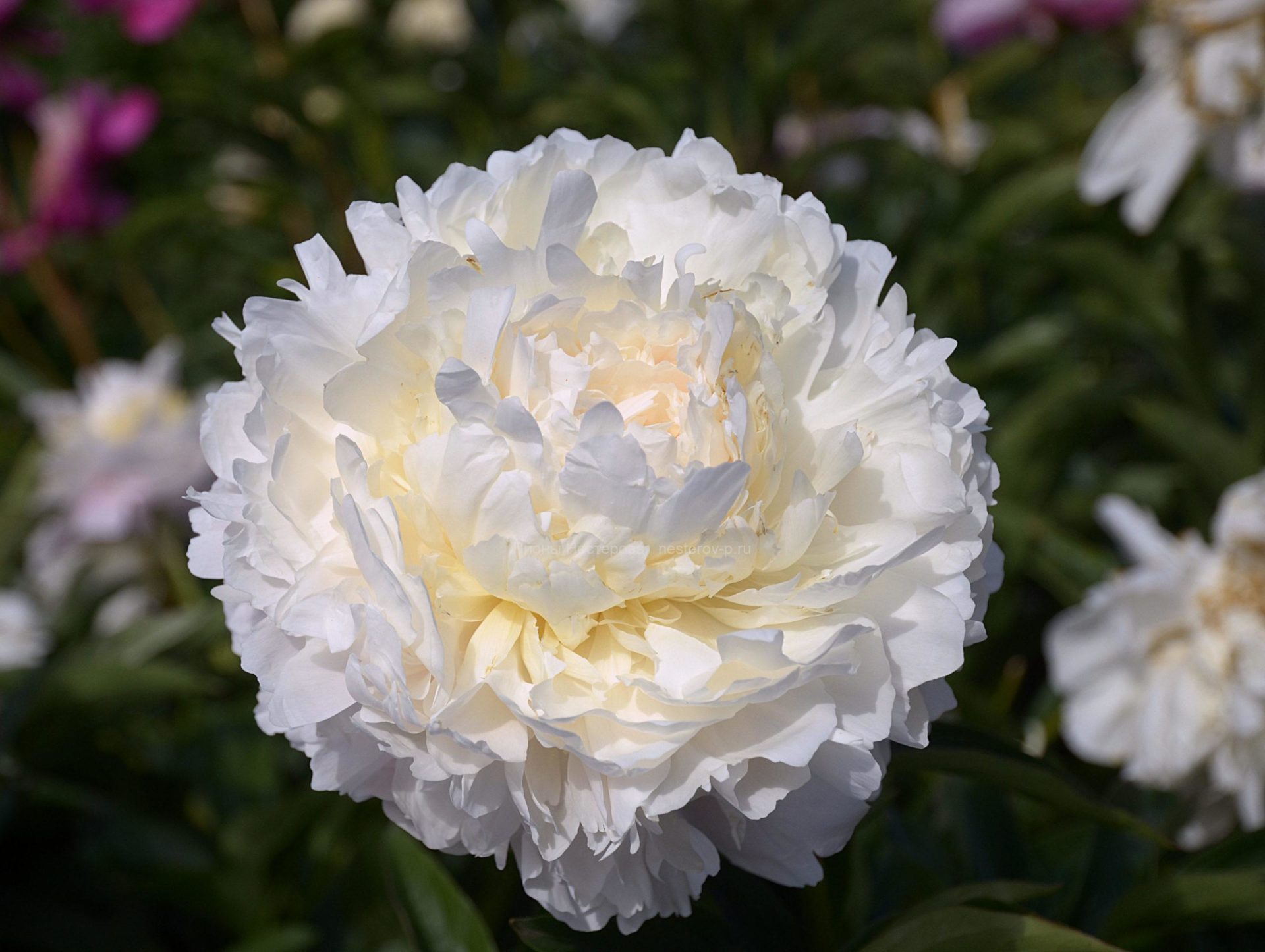 Пионы - Page 88 - Форум Садоводов