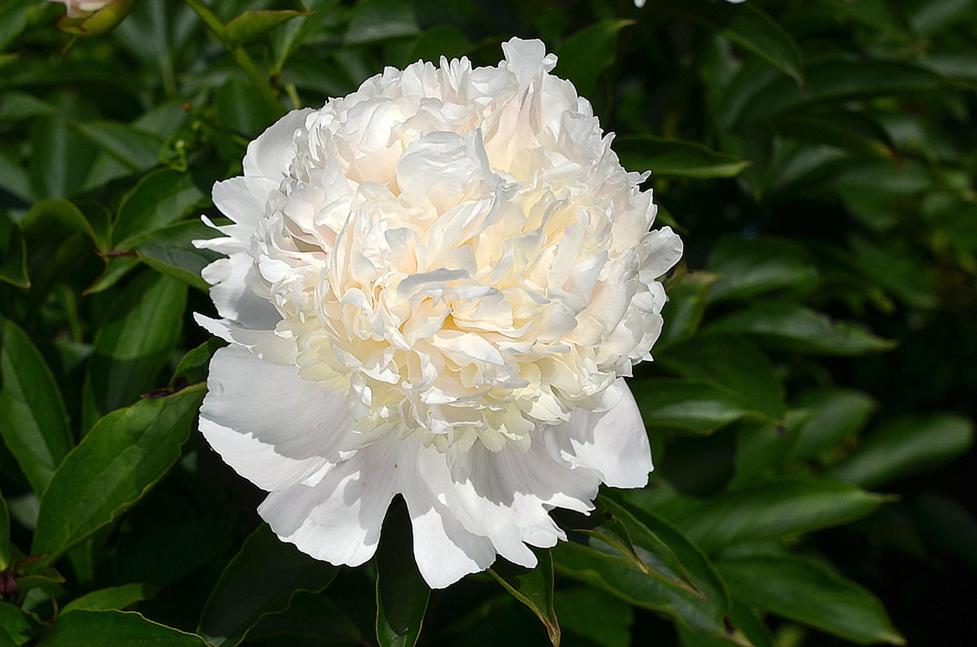 Пион эдванс фото - ViktoriaFoto.ru