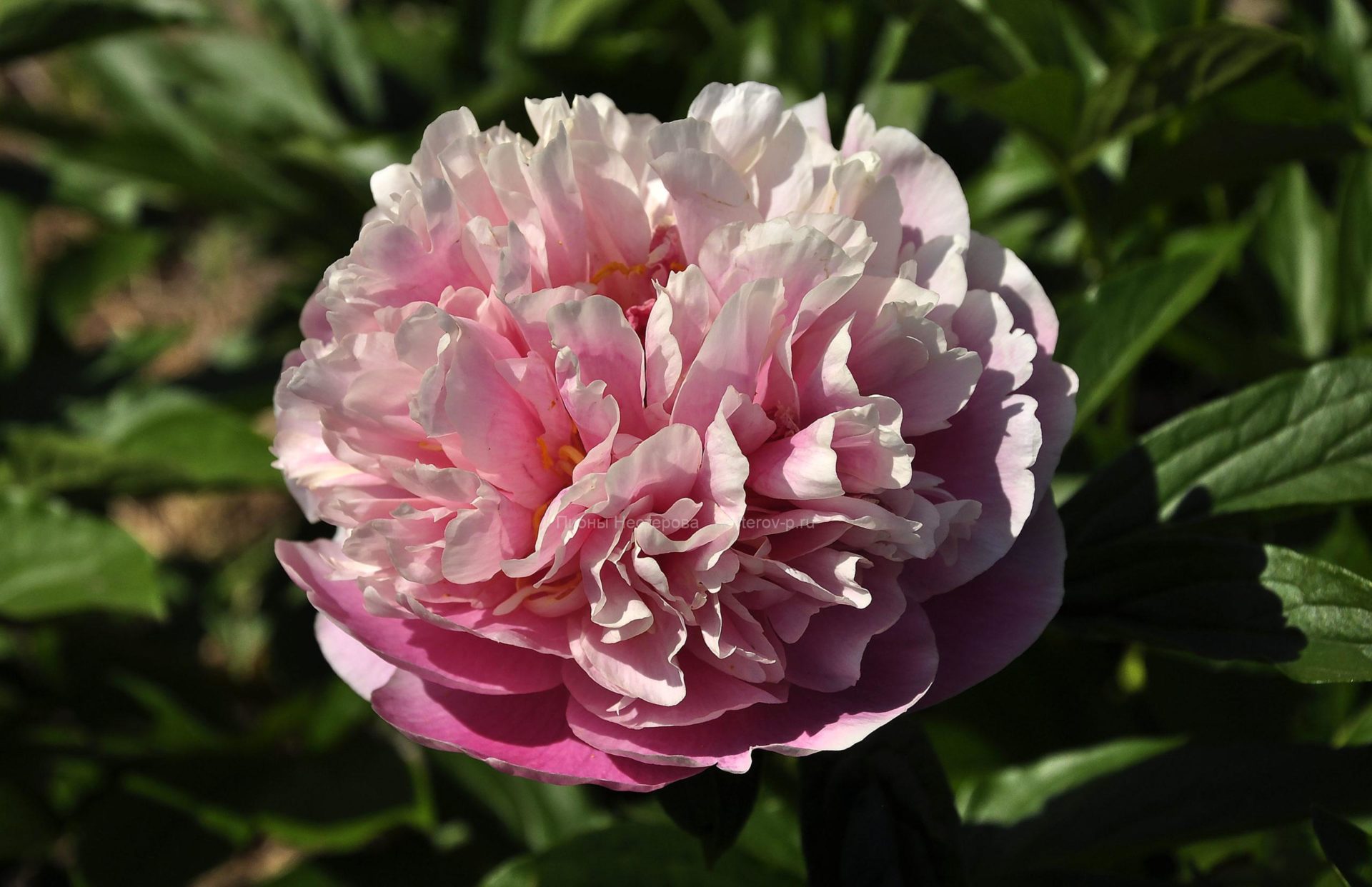 Пион валькирия: Пион валькирия - 22 фото