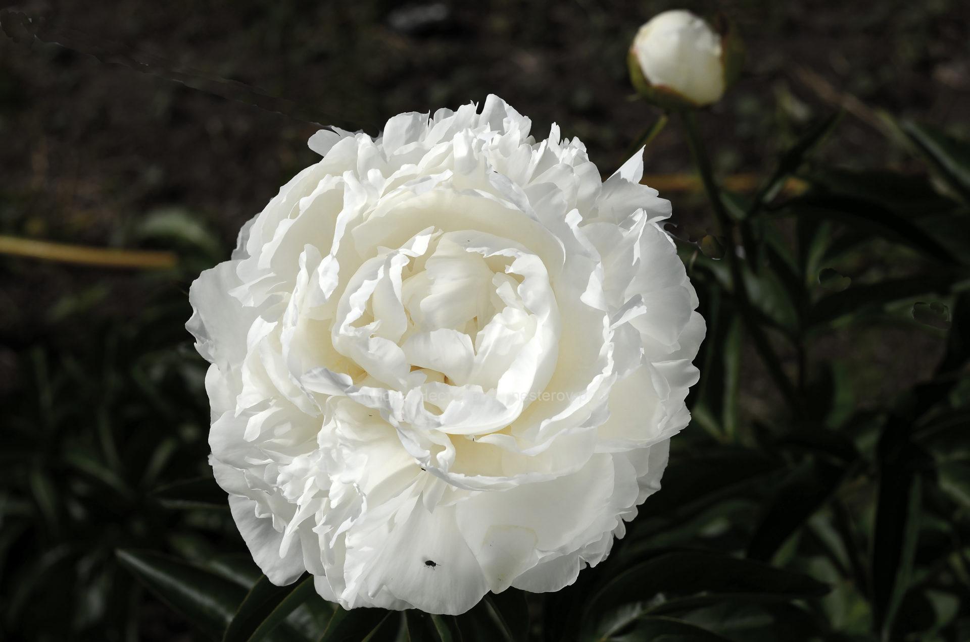 Пион Тайфун