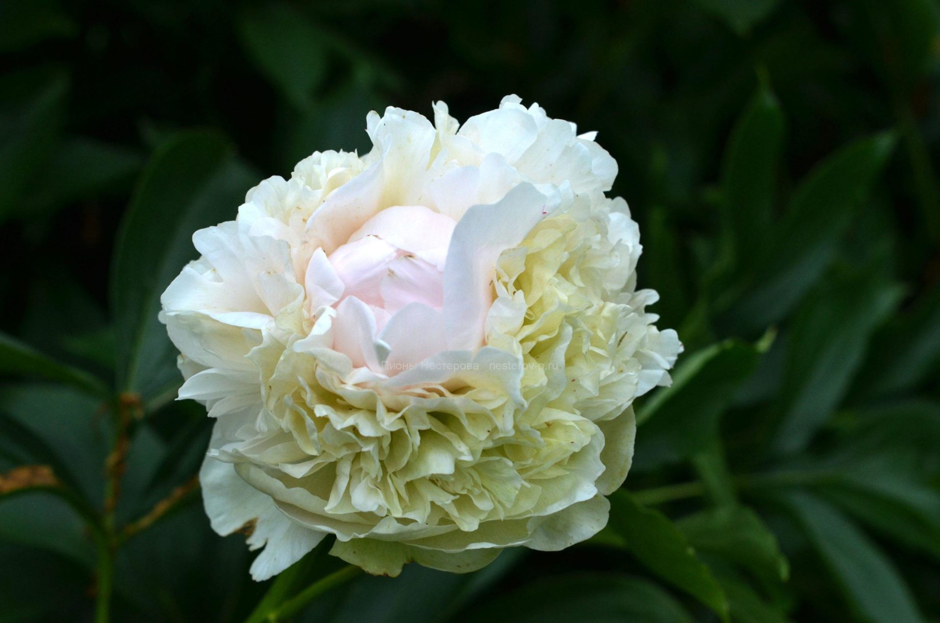 Пион скакодуб фото