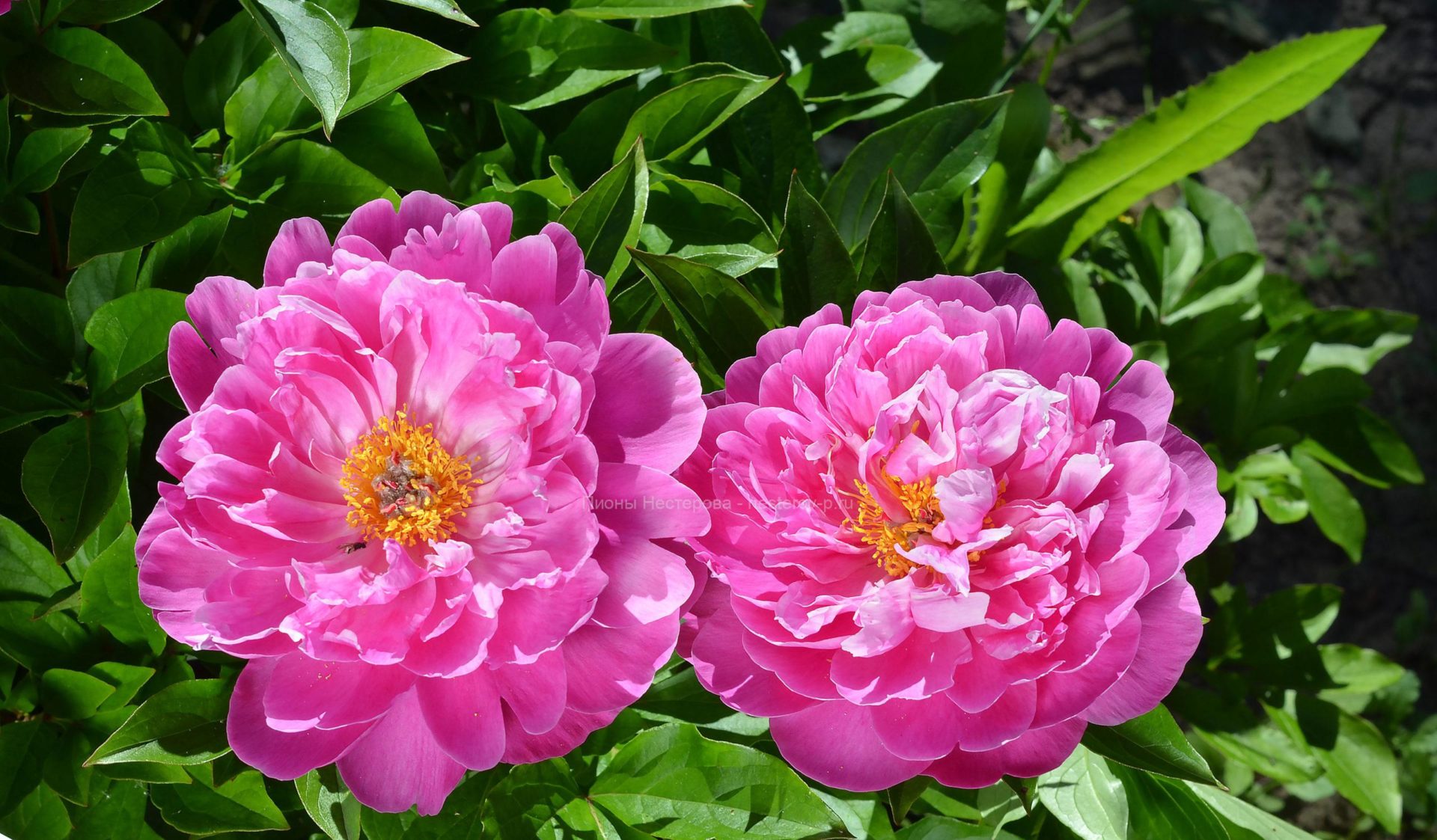 Пион найс гал - найдено 88 фото