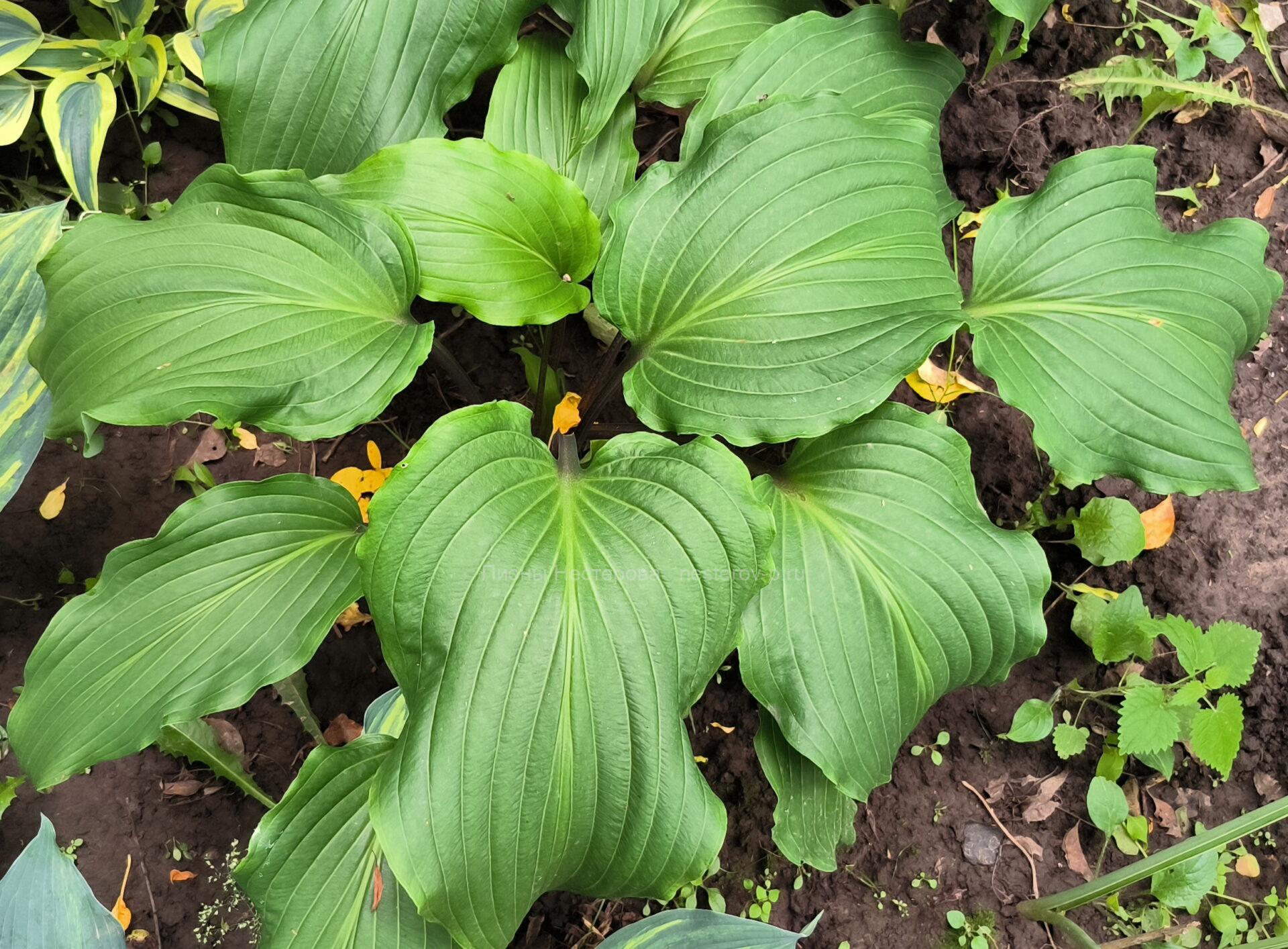 Vall Red Scorpion