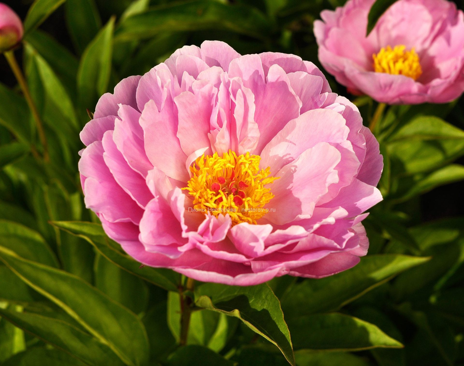 Пионы pink