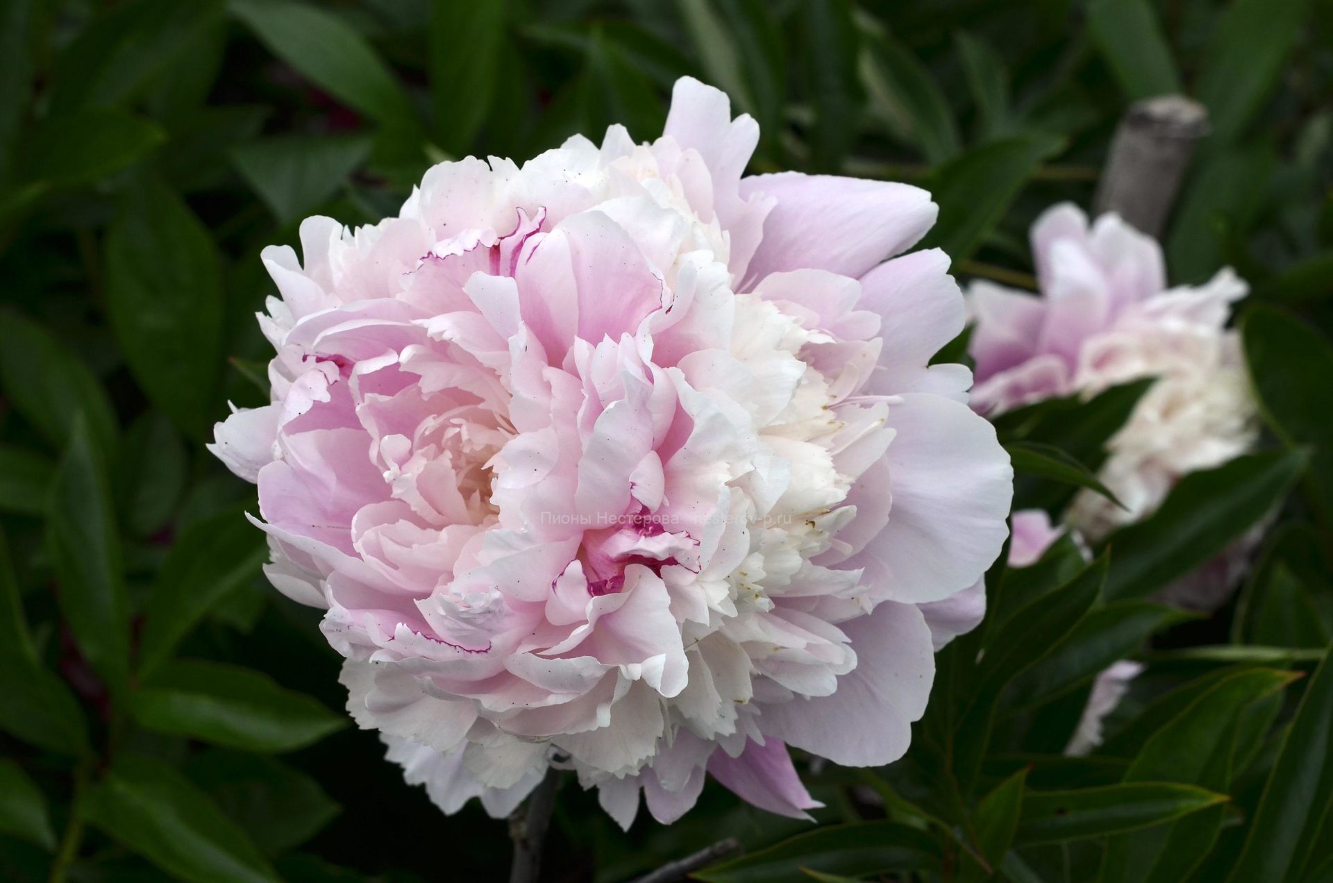 Пион травянистый Мисс Экхард Пионы, Красивые цветы, Цветы