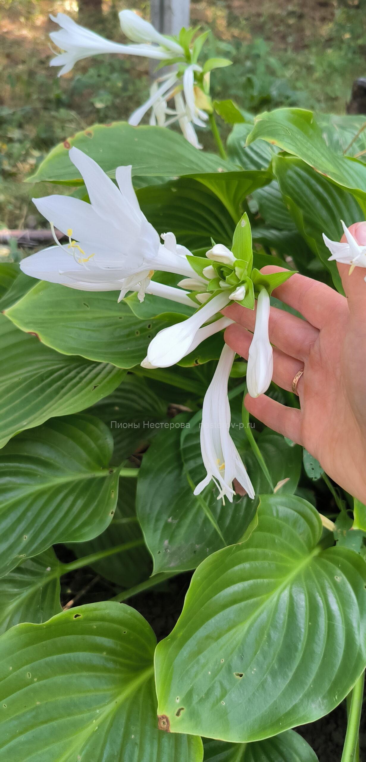 258 Подорожниковая