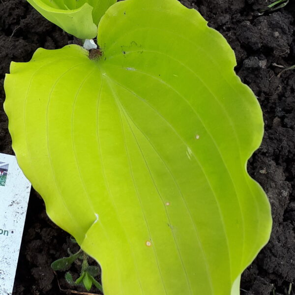 Valley's Lemon Limbo