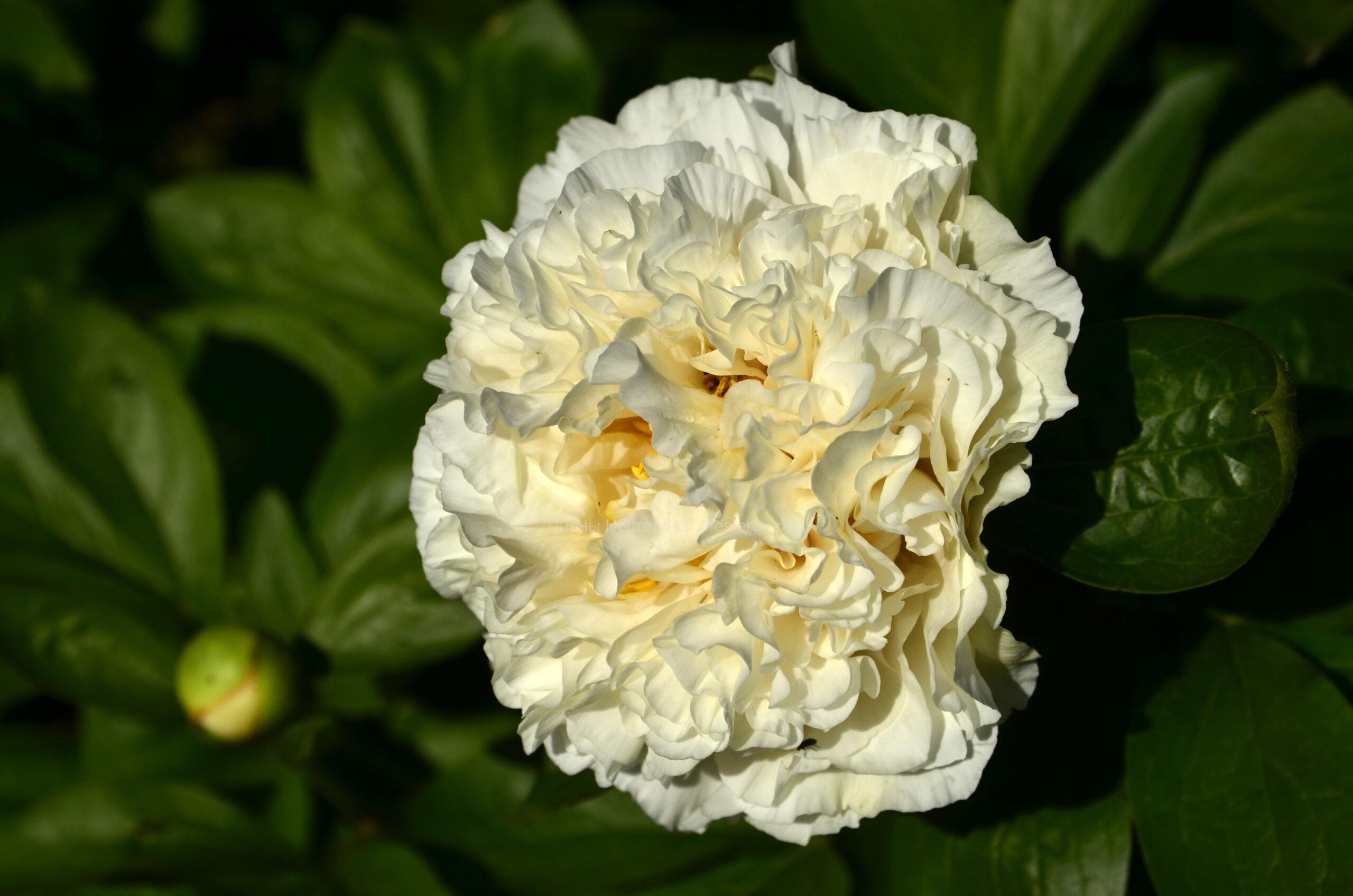 сеяянец 398-1